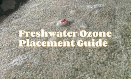 Freshwater Ozone Placement Guide: Front vs Rear Port Advantages and Scientific Application